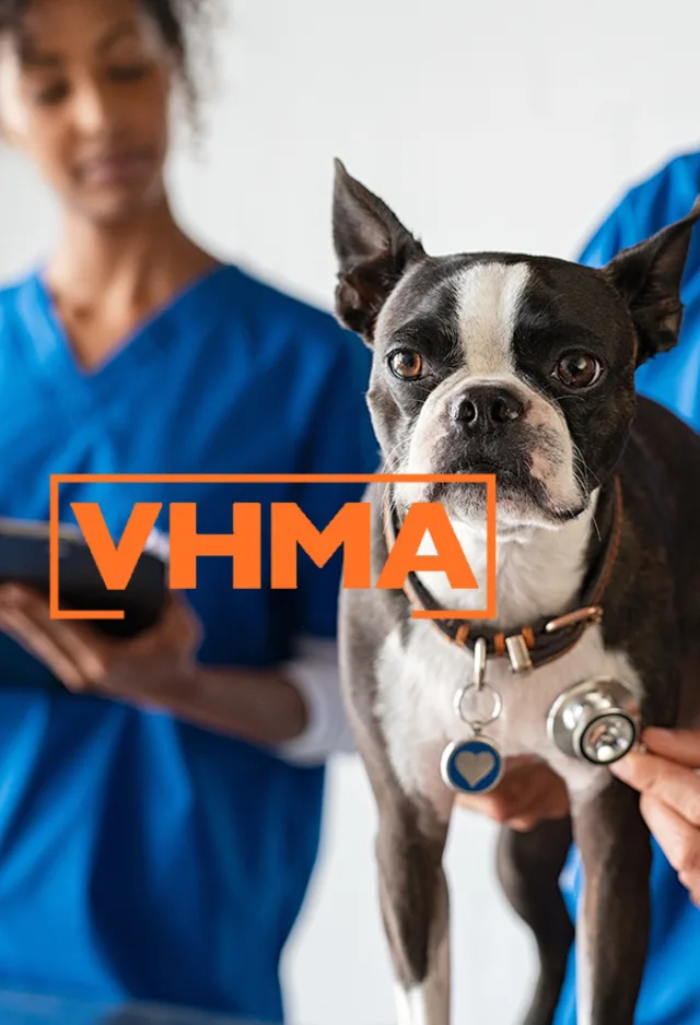 Dog at clinic being examined with the VHMA logo in front